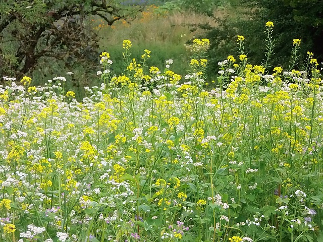 03 idées de traitement naturel contre le paludisme