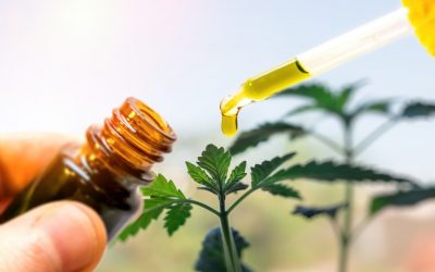 Où acheter les meilleures fleurs de CBD ?
